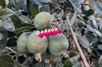 Фейхоа
